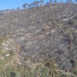 Incendio forestal “Puerto del Volcán”, en Miquihuana es liquidado al 100 %
