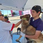 Refuerza Salud campaña de vacunación antirrábica para perros y gatos en todo el estado
